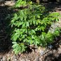 Florida Anise Illicium floridanum 10 Seeds