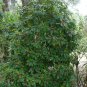 Florida Anise Illicium floridanum 10 Seeds