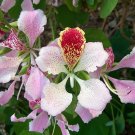 Pink Orchid Tree  20 Seeds  Bauhinia monandra