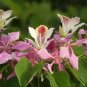 Pink Orchid Tree  20 Seeds  Bauhinia monandra