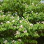 Pink Orchid Tree  20 Seeds  Bauhinia monandra