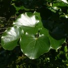 Mexican Redbud Cercis canadensis var. mexicana 10 Seeds