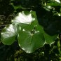 Mexican Redbud Cercis canadensis var. mexicana 10 Seeds