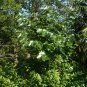 Mexican Redbud Cercis canadensis var. mexicana 10 Seeds