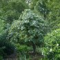 Mexican Redbud Cercis canadensis var. mexicana 10 Seeds