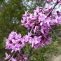 Mexican Redbud Cercis canadensis var. mexicana 10 Seeds
