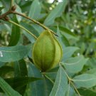 Water Hickory Carya aquatica 5 Seeds Water Hickory Carya aquatica 5 Seeds