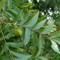 Water Hickory Carya aquatica 5 Seeds