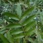 Water Hickory Carya aquatica 5 Seeds