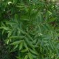 Water Hickory Carya aquatica 5 Seeds