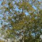 Water Hickory Carya aquatica 5 Seeds