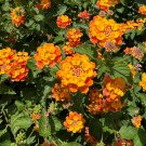 Orange Lantana Shrub Verbana Lantana camara 100 Seeds Orange Lantana Shrub Verbana Lantana camara 100 Seeds