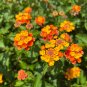Orange Lantana Shrub Verbana Lantana camara 100 Seeds