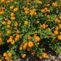 Orange Lantana Shrub Verbana Lantana camara 100 Seeds