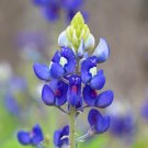 Texas Bluebonnet Lupinus texensis 100 Seeds