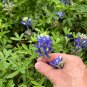 Texas Bluebonnet Lupinus texensis 100 Seeds