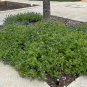 Texas Bluebonnet Lupinus texensis 100 Seeds
