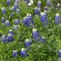 Texas Bluebonnet Lupinus texensis 100 Seeds