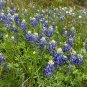 Texas Bluebonnet Lupinus texensis 100 Seeds