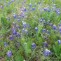 Texas Bluebonnet Lupinus texensis 100 Seeds