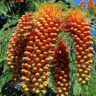 Colville's Glory Colvillea racemosa 5 Seeds