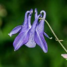 Purple Columbine Aquilegia vulgaris 20 Seeds Purple Columbine Aquilegia vulgaris 20 Seeds