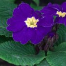 Purple Primrose 100 Seeds Primula acaulis Purple Primrose 100 Seeds Primula acaulis