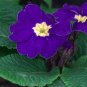Purple Primrose 100 Seeds Primula acaulis