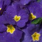 Purple Primrose 100 Seeds Primula acaulis