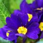 Purple Primrose 100 Seeds Primula acaulis