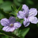 Wild Petunia 100 Seeds Ruellia humilis Wild Petunia 100 Seeds Ruellia humilis