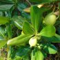 Seven Year Apple Casasia clusiifolia 20 Seeds