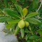 Seven Year Apple Casasia clusiifolia 20 Seeds