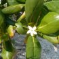 Seven Year Apple Casasia clusiifolia 20 Seeds
