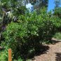 Seven Year Apple Casasia clusiifolia 20 Seeds