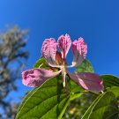Purple Orchid Tree Bauhinia purpurea 20 Seeds Purple Orchid Tree Bauhinia purpurea 20 Seeds