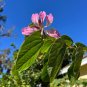 Purple Orchid Tree Bauhinia purpurea 20 Seeds