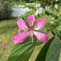 Purple Orchid Tree Bauhinia purpurea 20 Seeds