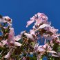 Purple Orchid Tree Bauhinia purpurea 20 Seeds
