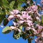 Purple Orchid Tree Bauhinia purpurea 20 Seeds