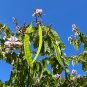 Purple Orchid Tree Bauhinia purpurea 20 Seeds