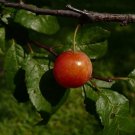 Flatwoods Plum Prunus umbellata 10 Seeds Flatwoods Plum Prunus umbellata 10 Seeds