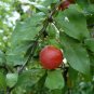 Flatwoods Plum  Prunus umbellata  10 Seeds