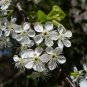 Flatwoods Plum  Prunus umbellata  10 Seeds