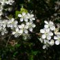 Flatwoods Plum  Prunus umbellata  10 Seeds
