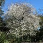 Flatwoods Plum  Prunus umbellata  10 Seeds