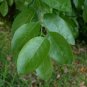 Flatwoods Plum  Prunus umbellata  10 Seeds