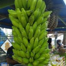 Plantain Banana Musa balbiniana 5 Seeds Plantain Banana Musa balbiniana 5 Seeds