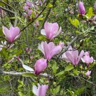 Saucer Magnolia 10 Seeds Magnolia soulangiana Saucer Magnolia 10 Seeds Magnolia soulangiana