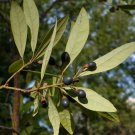 Swamp Bay Persea palustris 10 Seeds